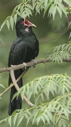 Spotted Beauty of the Forest – Female Asian Koel Sound & Behaviour