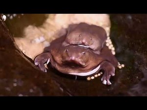 Purple Frog - UGLIEST Frog You'll Ever See!