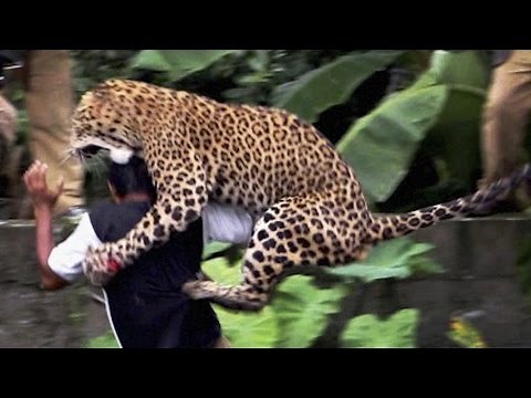 16 Worst Animal Attacks
