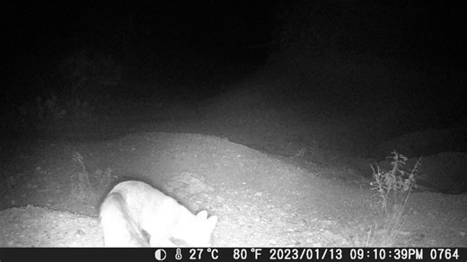 Park After Dark! In this week's installment of Park After Dark, our trail-cam captured another video of a Gray fox! Gray foxes are most often seen at dusk, dawn and nighttime and are a common sight here at Lake Brownwood State Park. Gray foxes are the smallest of the three native canids that can be found at the park, the other two being the Red fox and the Coyote. Unlike the other two canids, Gray foxes are very nimble and adept climbers and can often be seen in the trees! They are omnivores, an