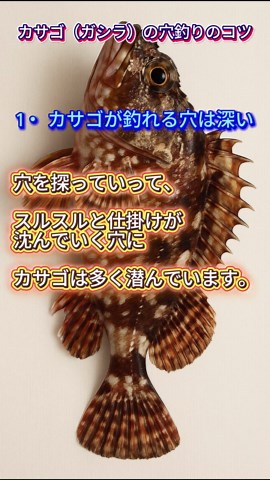 カサゴ（ガシラ）の穴釣りのコツ その穴に居たら100％釣れるというカサゴ。しかし、その穴選びに失敗したら外道祭りになります。 #雑学 #豆知識 #釣り #カサゴ #穴釣り 動画編集ソフト CapCut https://www.capcut.com/ 使用したAI ChatGPT https://chatgpt.com/ 使用したイラスト ChatGPT作成画像 CV：VOICE VOX・ずんだもん