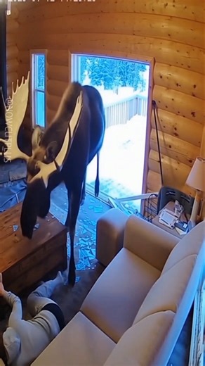 Moose Calling Techniques?! …Oh My God 😱#Moose #Wildlife #CCTV