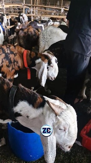 Chalo Bakra Mandi😍 #bakraeid #bakraeid2026 #bakraeidspecial #bakra #goats #trending #biggoats #short