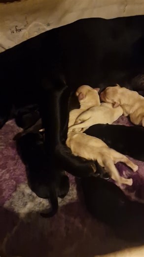 Reasons I can't go to war just yet.... I am raising my own ARMY.... 🐾🐾 Although I could send Penny 🧡🤔🖤🖤🖤🤎🤎💛💛💛💛#labradorretriever #labrador #labpuppies #blacklabrador #blacklab #chocolatelab #chocolatelabrador #yellowlab #yellowlabrador