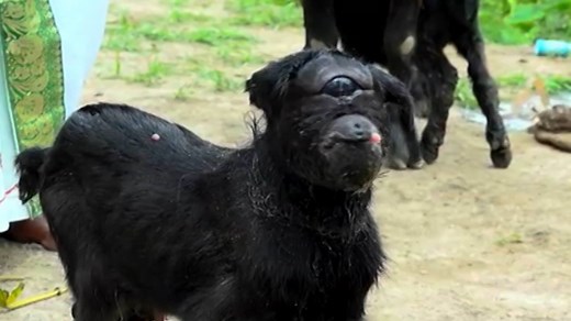 Born with a rare and usually fatal condition called cyclopia, this baby goat has defied all expectations. | National Geographic
