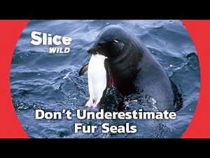 Fur Seals: Fierce Predators of the Antarctica | SLICE WILD