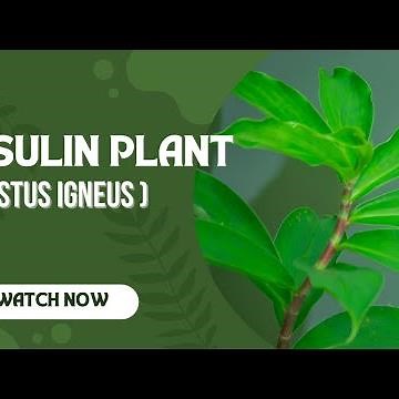 Grow Your Own Insulin Plant (Costus Igneus) in Sydney