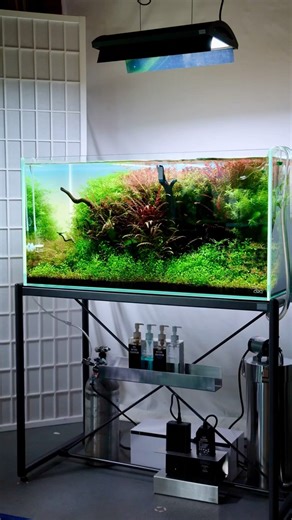 Trimming my ADA 90P Aquarium | #Aquascape #ADA90P #NatureAquarium #shorts