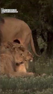 The Mating Ritual of Lions 🥶#shorts #viral