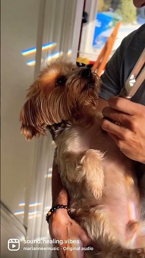 Sonic Slider Healing Vibes #soundhealing #biofieldtuning #tuningfork #yorkie #soundheals