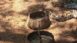 Real Snake dance in 4k