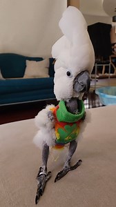 My Parrot Jersey's Model Walk💃What do you rate her strut?! | Marlene Mc'Cohen