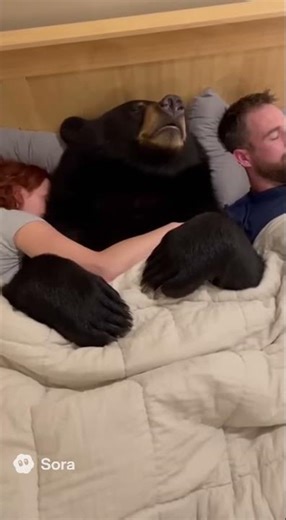 Bear hibernates in couples bed snoring and sawing logs. ￼