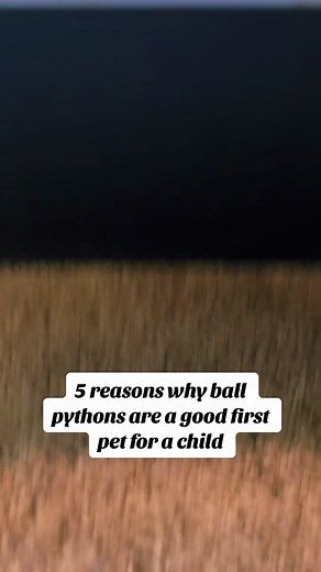 five reasons why ball pythons are great for children. #justkidding #notachildspet #reptilesoftiktok #reptiles #reptilecommunity #propercareonly #fyp #reptilesarenttoys #reptilekeeper #fyp #ballpythonsoftiktok #arcadialighting #foryoupage #dubiadotcom #properenclosures #follow