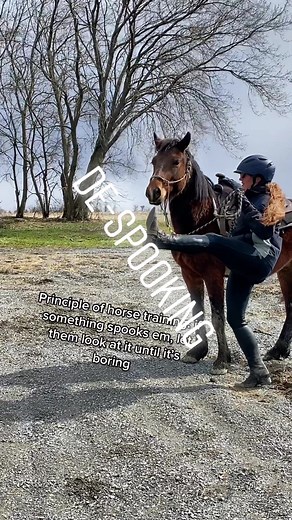 #devilsgardenmustang #mustanghorse #wildmustang #mustangtraining #wildhorse #mustangadoption #horsetraining #desensitizing #adoptalivinglegend