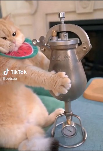 Funny Cat Eating Popcorn Video Compilation