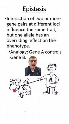 Epistasis #epistasis #genetics #biology #apbio #apbiology #science #greenscreen