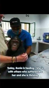 Wild and Wonderful wildlife: Viral video of rescued chimp Bunia. See how it all started #wildlife