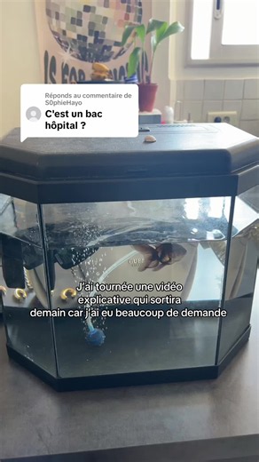 Réponse à @S0phieHayo — explication aquascaping et poisson séparé
