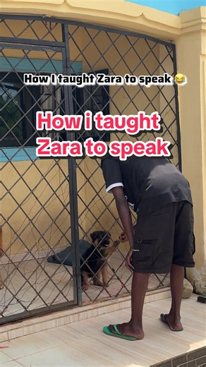 Zara learned how to speak today 😂 The method is simple. Find out what your dog usually barks at, wait for that moment, then say speak the same time she barks and reward immediately. The word and the bark happen together, the reward follows. Does your dog bark on command or only when something passes? #caesarthegermanshepherd #Brightstephenomowhovo #Bskit #fyp #germanshepherd