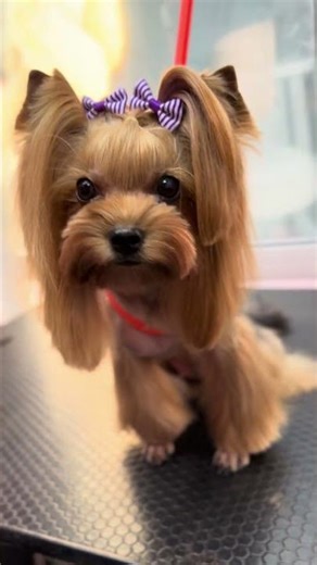 Yorkshire Terrier Michelle – Cute Grooming Transformation