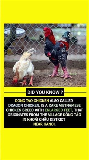 The Rare Dragon Chicken with Giant Feet — You Won’t Believe This Bird! 🐔🐉