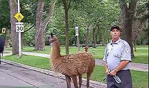 Enjoy a Hilarious Dose of Animal Pranks!