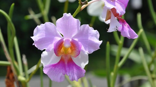 On This Day In 1981, The Vanda Miss Joaquim Was Declared Singapore’s National Flower