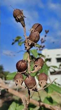 🌺 महाराष्ट्राचे राज्य फुल State Flower of Maharashtra जारुळ/ ताम्हण Lagerstroemia speciosa