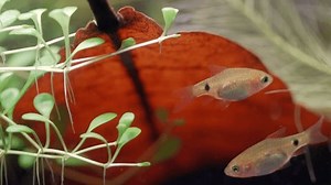 Fisch braten Langschwanz-Barbe Pethia Conchonius, grüne: Stockvideos & Filmmaterial (100 % lizenzfrei) 3533460685 | Shutterstock