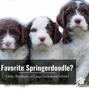 Springerdoodles from CrockettDoodles.com #doodlesofinstagram #springerdoodles | Springerdoodles