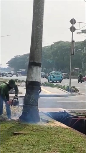 Woodworking project palm tree felling techniques #shortvideo #treecutting #chainsaw