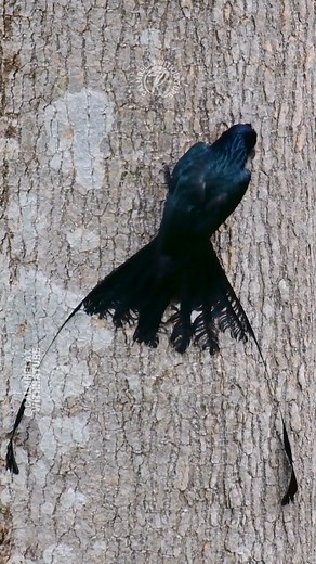 Nature’s stylish jumper 🌳✨ The greater racket-tailed drongo, hopping gracefully through the trees, is a playful and clever bird known for its long, racket-shaped tail feathers. Its lively hops and turns on branches are part of courtship and play. Always alert and curious, this bird uses mimicry to join mixed-species flocks, blending charm with smarts in the forest canopy. #calmrelaxwithnature #drongo #stylish #bird #reels | Calm Relax with Nature