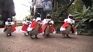 Little Penguins in Santa Suits With Bells Adorably Waddle Around the Matsue Vogel Zoo in Japan