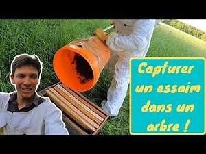 NOTRE MEILLEURE MÉTHODE POUR CAPTURER UN ESSAIM D'ABEILLE DANS UN ARBRE A 5 M DE HAUTEUR SANS RISQUE