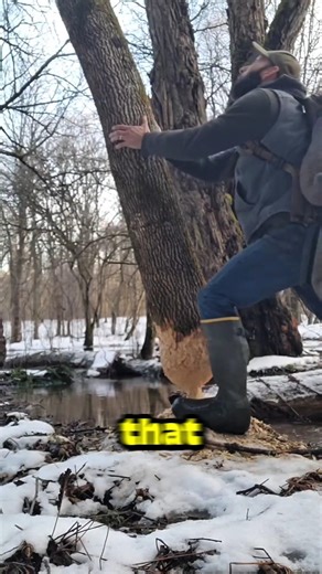 Why You Should Never Push a Beaver-Chewed Tree 🌲👀