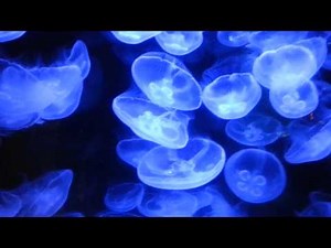 ミズクラゲ 超綺麗なクラゲ 水母 海月どっち？