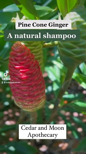 Pine cone ginger is one of those wow type, mesmerizing plants for me. Not only is it beautiful, but it puts out this divine liquid that smells like heaven and it can be used directly on your skin and in your hair as a natural sort of shampoo. I’ve got heaps of these babies in my garden now and I’ll be bringing y’all some really great offerings with it later this summer 🖤 #cedarandmoonapothecary #pineconeginger #herbalism #herbalist #indigigardener | Cedar and Moon Apothecary