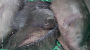 Man filleting and cleaning Tilapia fish on floor .prepares raw fresh fish.Fresh fish cutting process