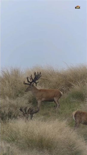 One Shot One Deer 🦌🔥 Perfect Hunting Skills | Accurate Shot #shorts #deer #viralvideo #wildlife
