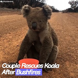 The Koala was Discovered After Bushfires 🐨 | The Koala
