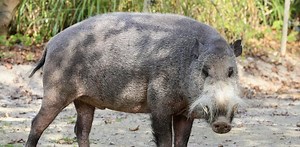Babi berjanggut Kalimantan, penjelajah dan pelindung hutan