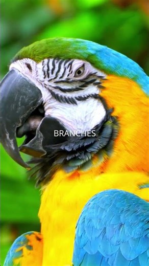 FAST MACAW FACTS İN 21 SECOND #wildlife