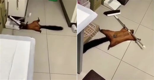 Una ardilla creó una escena del crimen con una escoba y sorprendió a todos al fingir su propia muerte