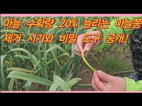 Revealing the Timing for Garlic Scape Removal and Secret Tools to Increase Garlic Yield by 20%! (...