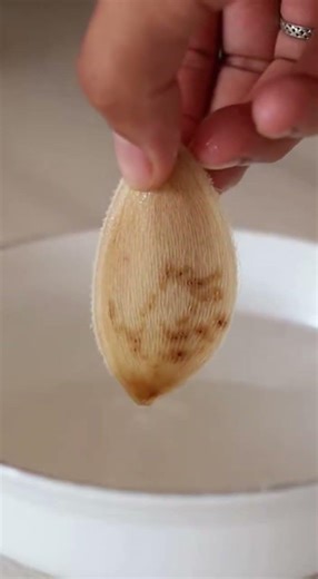 MANGO seed growing in water for 26 days, watch the amazing root transformation #shorts #viral