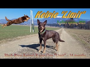 Australian Kelpie Limit - 24 months - Agility 2021