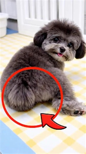 Does Your Dog Do This? The Truth About Scooting 🐕💨 #pawventure