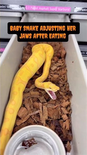 Baby Ball Python Adjusts Her Jaws😍🐍