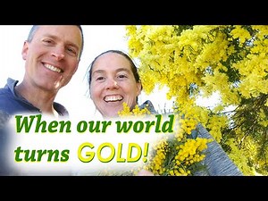 The wattle is blooming - there's gold in them hills!